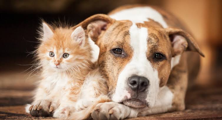 Dogs Over Cats – Loyalty Wrapped in&nbsp;Fur